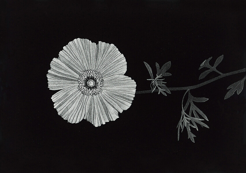 Argemone mexicana, 2019 &ndash; 89 x 126 cm; Unikatdruck;  (Foto: Studio Thilo Westermann)