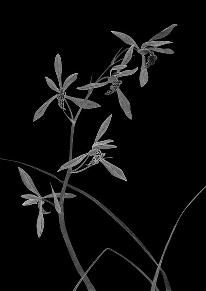 Chinesische Orchidee (Hommage an Ma Lin), 2014 &ndash; 180 x 126 cm, Unikatdruck