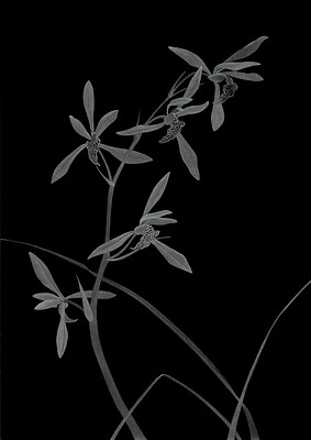 Thilo Westermann „Chinesische Orchidee (Hommage an Ma Lin)“, 2014|2017 – 172,8 x 126 cm; Unikatdruck, Diasec; Foto: Thilo Westermann
