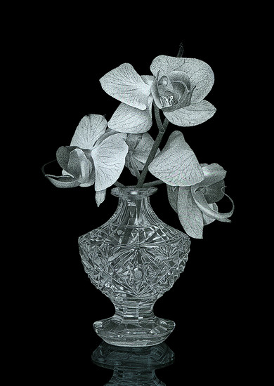 Thilo Westermann, Vanitas (Phalaenopsis 2), 2008 &ndash; 21 x 14,8 cm; Hinterglasmalerei