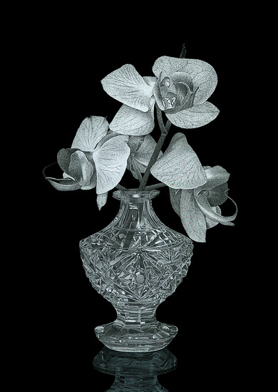 Thilo Westermann, Vanitas (Phalaenopsis 2), 2008 – 21 x 14,8 cm; Hinterglasmalerei