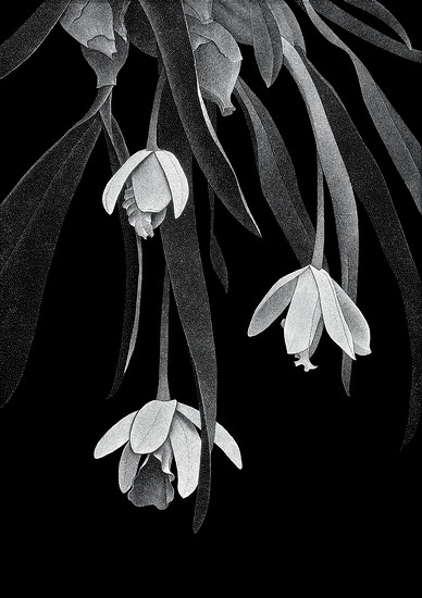 „Encyclia citrina“, 2017 – 126 x 88,8 cm; Unikatdruck, Diasec