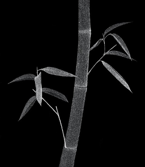 „Bambus“, 2016 – 90 x 78,6 cm; Unikatdruck, Diasec