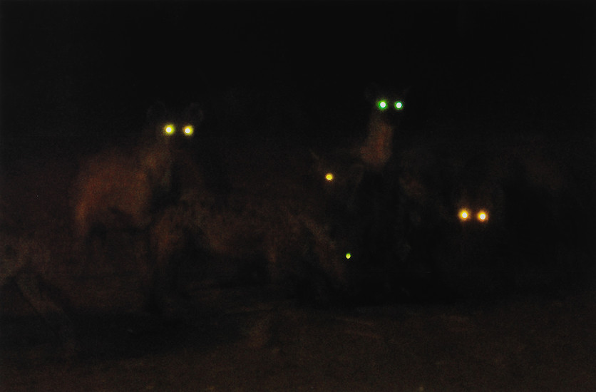 Olaf Unverzart, Wie die Hyänen, 2009/2013 &ndash; Unikat; Maße variabel, hier 175 x 250 cm; Archival Pigment Print