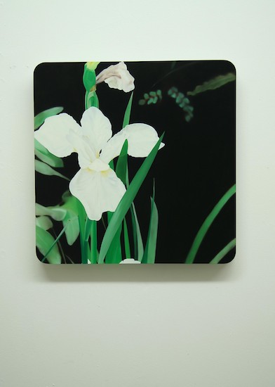 Chrisitan Faul, 12006 b - sl, 2005/2006 &ndash; 64 x 64 x 5 cm, Öl auf Acrylglas