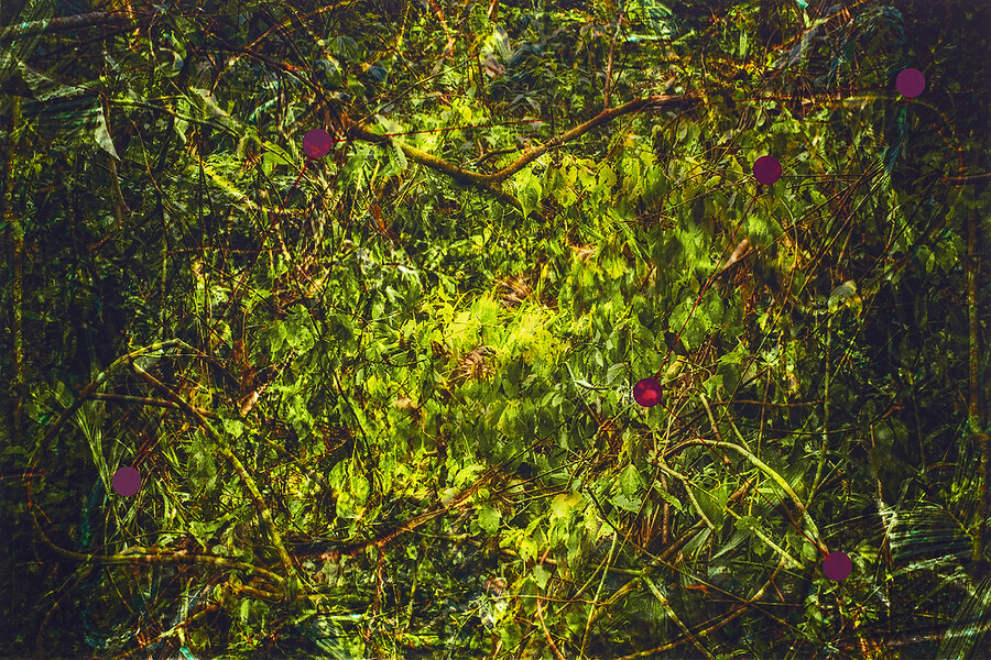 Way to Green (Amazonas, Peru), 2020 – aus Burning Heart (19-teilig); Ed. 3 + 2 AP; 58 x 87 cm; Archival Pigment Print auf Rice Papier