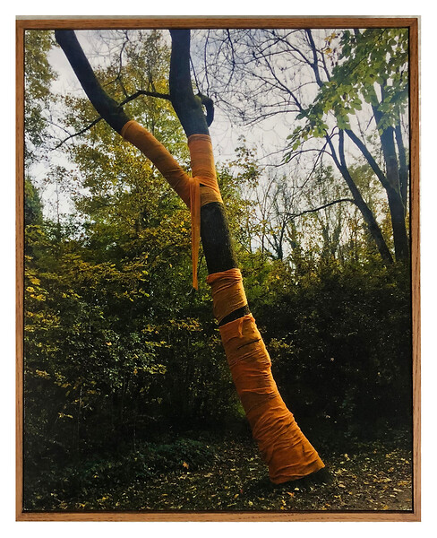 o. T., Baumschutz, Berlin aus der Werkserie Naturkunde Neu  (Ed. 2/9), 2024 &ndash; 30 x 24 cm; Archival Pigment Print